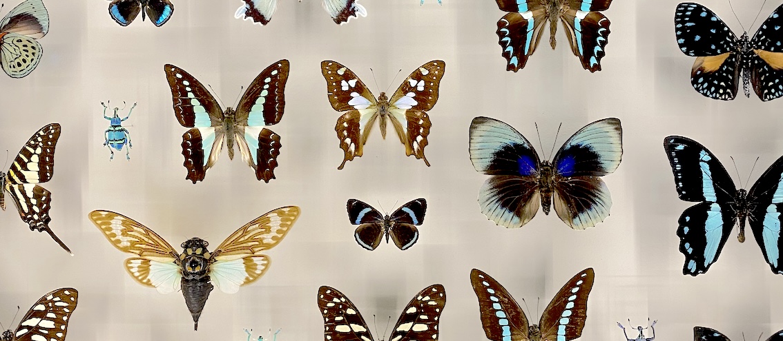 several mounted butterflies